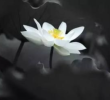 朝时课诵功德利益