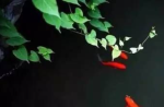 悲心护生与尊重生命的佛教素食观