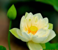 《楞严经》轻松学 卷三（之四）